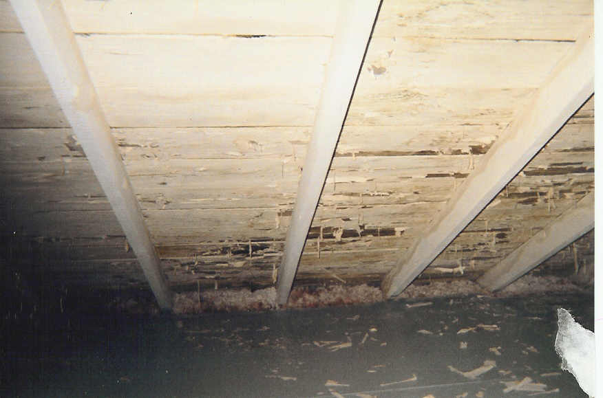 basement mold11